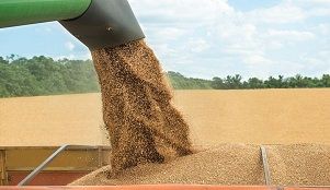 افزایش ۸۰ درصدی خرید گندم از کشاورزان کرمانی