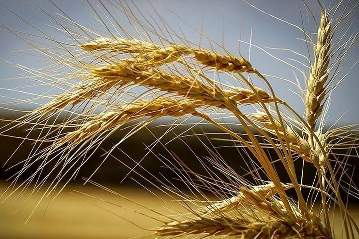 خرید ۲۲۷ هزار تن گندم در استان کرمان